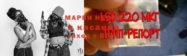 хмурый Аркадак
